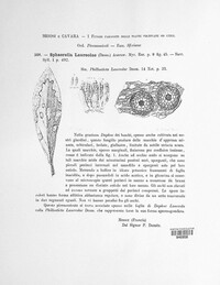 Sphaerella laureolae image